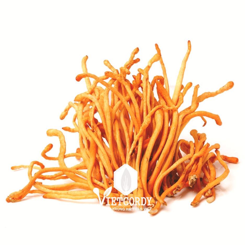 ĐTHT VIETCORDY NGUYÊN HỘP SINH KHỐI TƯƠI